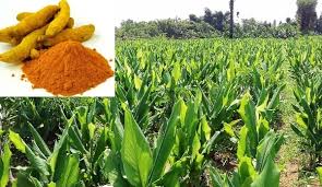 Imphasis on turmeric cultivation in Vidharbha | विदर्भात हळद लागवडीवर भर Imphasis on turmeric cultivation in Vidharbha | विदर्भात हळद लागवडीवर भर