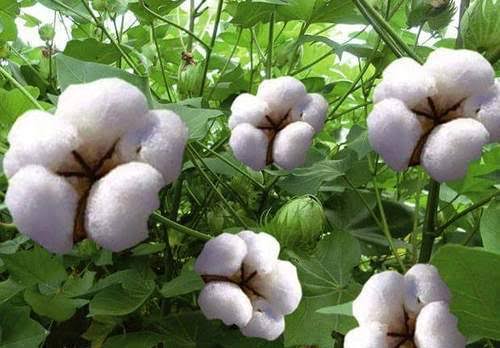 CCI purchase from today | सीसीआयची आजपासून खरेदी CCI purchase from today | सीसीआयची आजपासून खरेदी