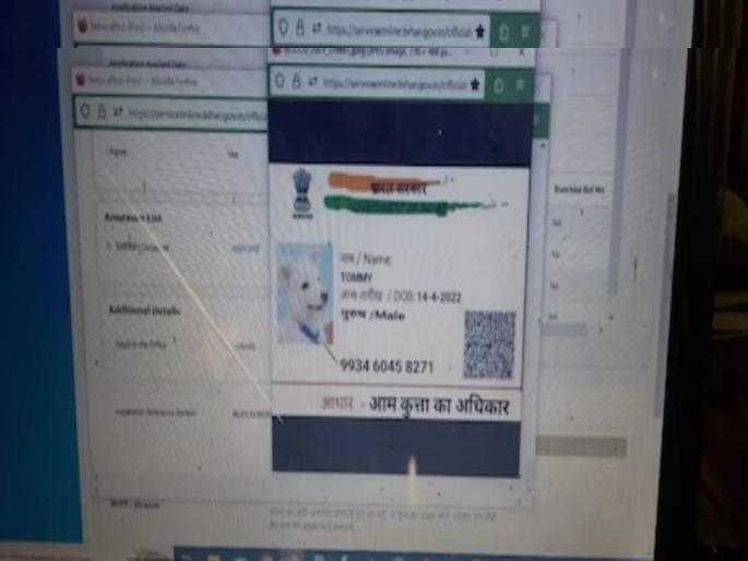 In Gaya, Bihar, a person has applied online for dog breed certificate | आरारा खतरनाक! आता कुत्र्यांसाठीही बनवलं जातंय जात प्रमाणपत्र; अर्ज पाहून अधिकारी अवाक् In Gaya, Bihar, a person has applied online for dog breed certificate | आरारा खतरनाक! आता कुत्र्यांसाठीही बनवलं जातंय जात प्रमाणपत्र; अर्ज पाहून अधिकारी अवाक्