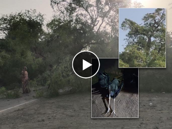 Hundreds of years old tamarind tree felled killing many birds, negligence of Indapur municipality | Pune: शेकडो वर्षांचे चिंचेचे झाड पाडल्याने अनेक पक्ष्यांचा मृत्यू, इंदापूर नगरपालिकेचा निष्काळजीपणा