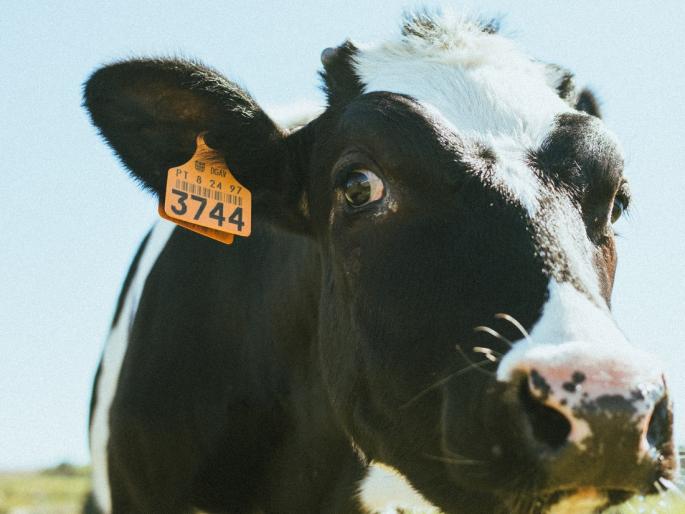 INAPH, Aadhaar card for your livestock | तुमच्या पशुधनाचे आधार कार्ड काढले का? INAPH, Aadhaar card for your livestock | तुमच्या पशुधनाचे आधार कार्ड काढले का?