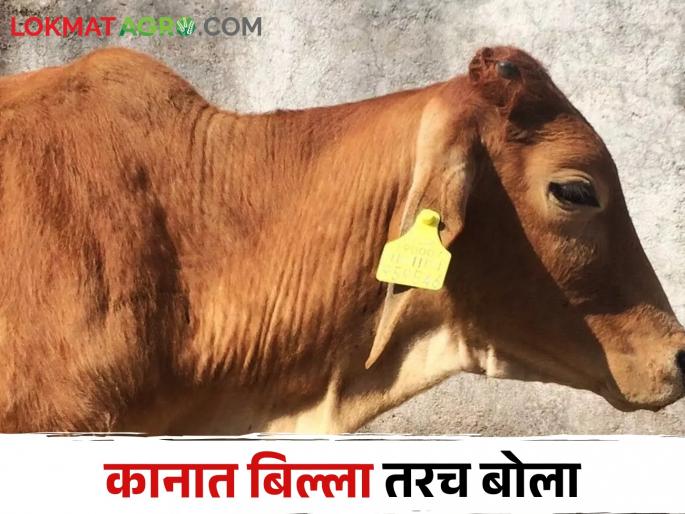 Animal Ear Tagging Ear tags are now mandatory for buying and selling animals | Animal Ear Tagging जनावरांच्या खरेदी विक्रीसाठी यापुढे कानात बिल्ला अनिवार्य Animal Ear Tagging Ear tags are now mandatory for buying and selling animals | Animal Ear Tagging जनावरांच्या खरेदी विक्रीसाठी यापुढे कानात बिल्ला अनिवार्य