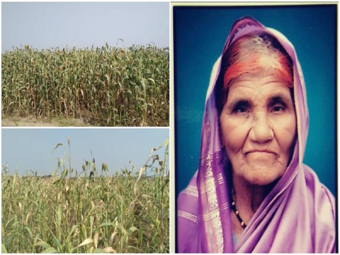 grandmother feeding birds for 16 years sorghum cultivation in two acres indapur | आजीची माया! १६ वर्षांपासून पक्ष्यांना भरवतेय प्रेमाचा घास; पिकवली दोन एकरात ज्वारीची शेती grandmother feeding birds for 16 years sorghum cultivation in two acres indapur | आजीची माया! १६ वर्षांपासून पक्ष्यांना भरवतेय प्रेमाचा घास; पिकवली दोन एकरात ज्वारीची शेती