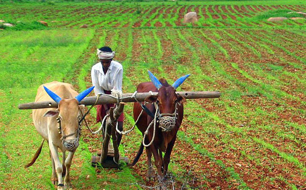 Deadline for 'Prime Minister's Crop Insurance Scheme' | ‘प्रधानमंत्री पीक विमा योजने’साठी मुदतवाढ