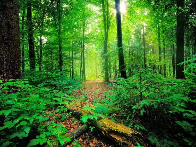 Decrease forest land in Maharashtra is a worry for the country | महाराष्ट्रातील जंगलवाढीची धूळफेक ही देशासाठी चिंताजनक Decrease forest land in Maharashtra is a worry for the country | महाराष्ट्रातील जंगलवाढीची धूळफेक ही देशासाठी चिंताजनक