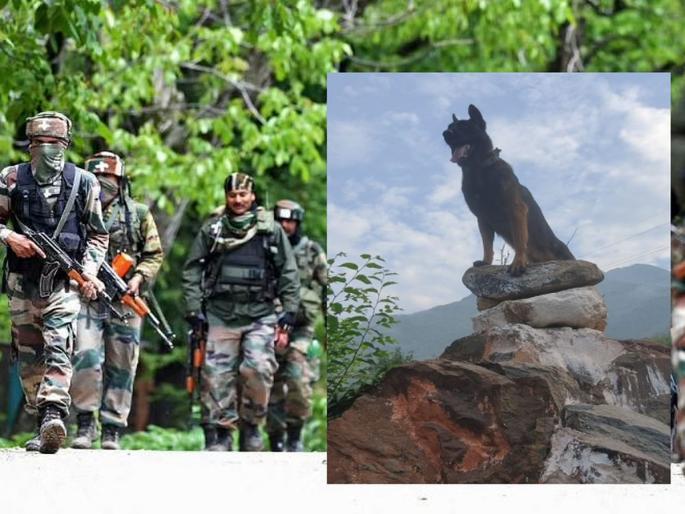 Fighter! Two bullets hit, serious injuries, but terrorists not spared, salute to bravery of Indian Army's dog Zoom | झुंजार! दोन गोळ्या लागल्या, गंभीर जखमा झाल्या, पण दहशतवाद्यांना सोडलं नाही, भारतीय लष्कराच्या श्वानाच्या शौर्याला सलाम Fighter! Two bullets hit, serious injuries, but terrorists not spared, salute to bravery of Indian Army's dog Zoom | झुंजार! दोन गोळ्या लागल्या, गंभीर जखमा झाल्या, पण दहशतवाद्यांना सोडलं नाही, भारतीय लष्कराच्या श्वानाच्या शौर्याला सलाम