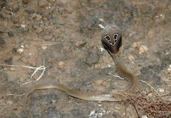 An FIR has been lodged against the accused in the illegal possession of Nagas | नागास अमानुष हाताळल्याप्रकरणी एकाविरूध्द गुन्हा दाखल An FIR has been lodged against the accused in the illegal possession of Nagas | नागास अमानुष हाताळल्याप्रकरणी एकाविरूध्द गुन्हा दाखल