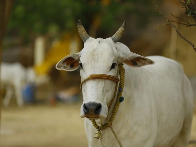 Native cattle will be distributed among the cattle | दुधाळ जनावरे वाटपात मिळणार देशी गाई Native cattle will be distributed among the cattle | दुधाळ जनावरे वाटपात मिळणार देशी गाई