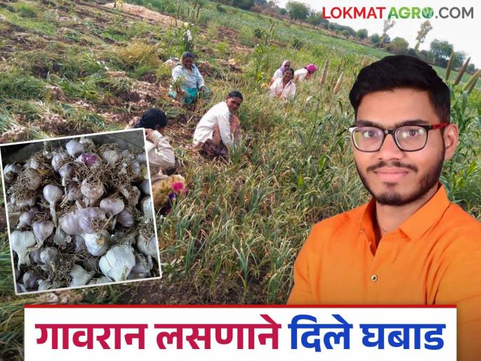 Income of Rs. 5 lakh taken in 30 guntas in five months; Successful ankush Pattern of desi Garlic | पाच महिन्यांत ३० गुंठ्यांमध्ये घेतले ५ लाख रुपयांचे उत्पन्न; गावरान लसणाचा यशस्वी अंकुश पॅटर्न Income of Rs. 5 lakh taken in 30 guntas in five months; Successful ankush Pattern of desi Garlic | पाच महिन्यांत ३० गुंठ्यांमध्ये घेतले ५ लाख रुपयांचे उत्पन्न; गावरान लसणाचा यशस्वी अंकुश पॅटर्न