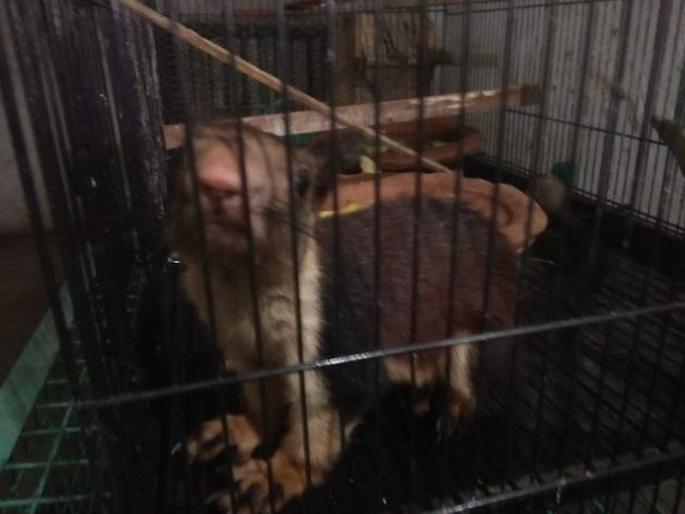 State animal an Indian giant squirrel reached Amravati | राज्य प्राणी शेकरू पोहोचला अमरावतीपर्यंत