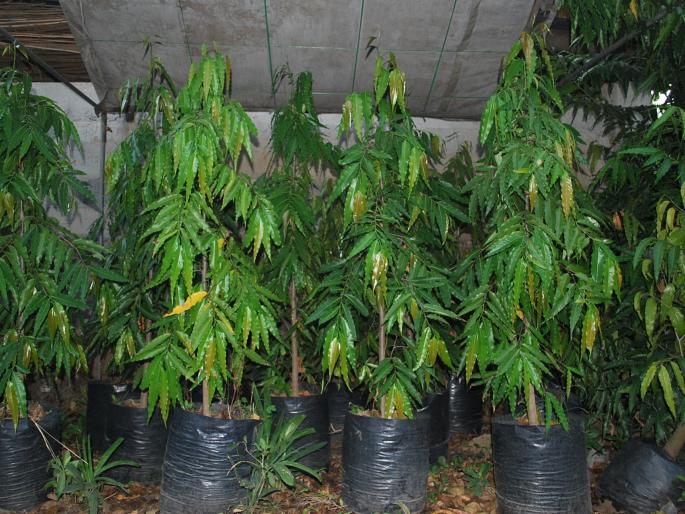 Gram Panchayat to spend education on tree planting: Ambijalgaon Gram Panchayat | विद्यार्थ्यांनी वृक्षसंगोपन केल्यास शैक्षणिक खर्च ग्रामपंचायत करणार : आंबिजळगाव ग्रामपंचायतचा निर्णय Gram Panchayat to spend education on tree planting: Ambijalgaon Gram Panchayat | विद्यार्थ्यांनी वृक्षसंगोपन केल्यास शैक्षणिक खर्च ग्रामपंचायत करणार : आंबिजळगाव ग्रामपंचायतचा निर्णय