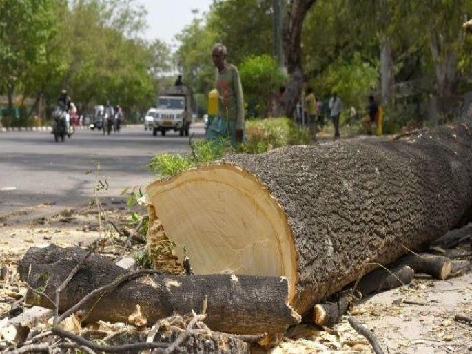40,000 trees will be sacrificed in four phases in Nagpur? | चार टप्प्यात ४० हजार झाडांचा जाणार बळी? एनएचएआयची झाकली मूठ 40,000 trees will be sacrificed in four phases in Nagpur? | चार टप्प्यात ४० हजार झाडांचा जाणार बळी? एनएचएआयची झाकली मूठ