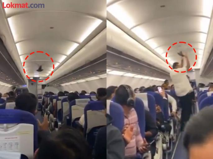 Video pigeon entered a flight from Bengaluru to Vadodara creating panic among passengers | VIDEO: उड्डाण करण्याआधीच विमानात घुसलं कबुतर; प्रवासी पकडण्यासाठी धावले, सुरक्षेवर प्रश्नचिन्ह