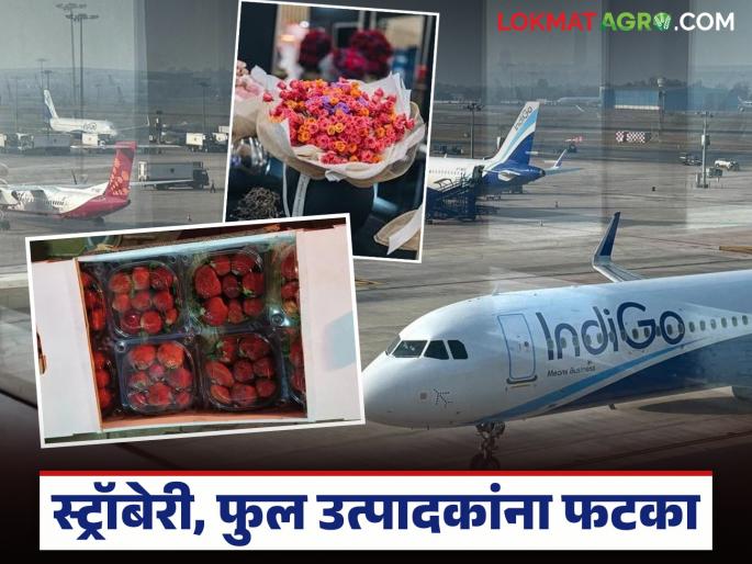 Latest News Indigo Crisis Farmers suffer loss of Rs 10 crore due to disruption in IndiGo flight services | इंडिगोमुळे शेतकऱ्यांचं लाखोंचं नुकसान, पाच दिवसांपासून स्ट्रॉबेरी, गुलाब विमानतळावरचं पडून! Latest News Indigo Crisis Farmers suffer loss of Rs 10 crore due to disruption in IndiGo flight services | इंडिगोमुळे शेतकऱ्यांचं लाखोंचं नुकसान, पाच दिवसांपासून स्ट्रॉबेरी, गुलाब विमानतळावरचं पडून!