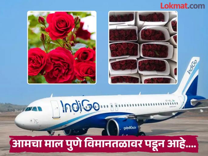 pimpari-chinchwad news Indigos impact on Maval rose growers is lakhs; goods going across the country are stranded at the airport | ‘इंडिगो’चा मावळातील गुलाब उत्पादकांना लाखोंचा फटका;देशभरात जाणारा माल विमानतळावर पडून