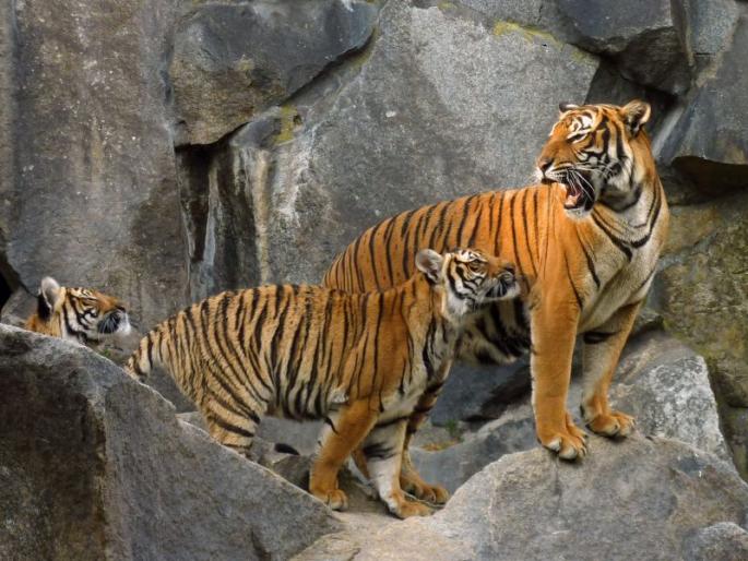 Indications of increase in tiger statistics in the state | राज्यात वाघांची आकडेवारी वाढण्याचे संकेत Indications of increase in tiger statistics in the state | राज्यात वाघांची आकडेवारी वाढण्याचे संकेत