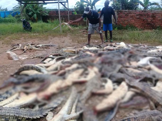 Indonesian villagers kill nearly 300 crocodiles in revenge | ...म्हणून संतप्त जमावाने मारल्या 300 मगरी Indonesian villagers kill nearly 300 crocodiles in revenge | ...म्हणून संतप्त जमावाने मारल्या 300 मगरी