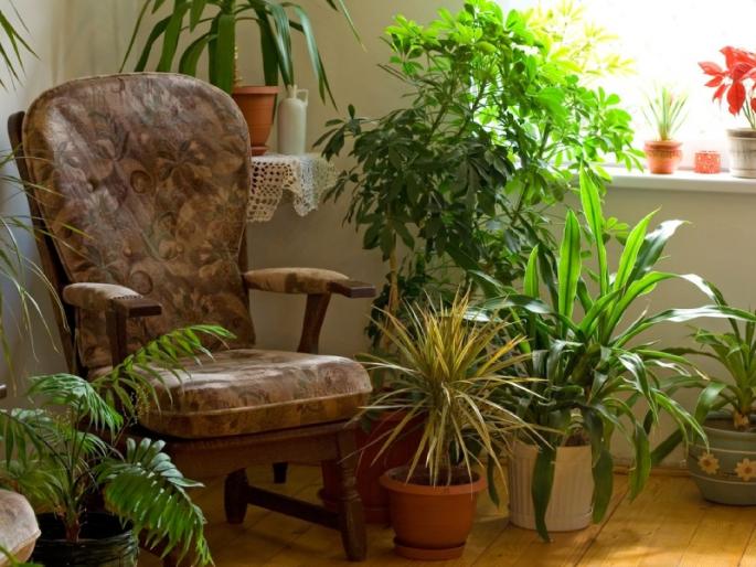 A small tree will bring happiness and prosperity to the house! | छोटेसे झाड आणेल घरात सुख समृद्धीला बहार! A small tree will bring happiness and prosperity to the house! | छोटेसे झाड आणेल घरात सुख समृद्धीला बहार!