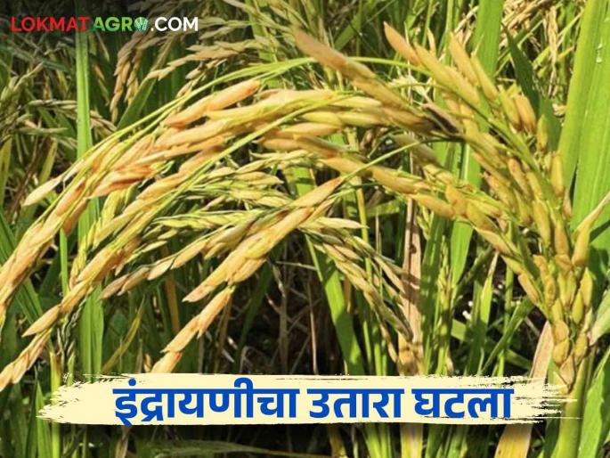 This year reduction in Indrayani paddy production and 25 percent increase in price | Indrayani Rice : यंदा इंद्रायणी भाताच्या उताऱ्यात घट अन् दरात २५ टक्के वाढ This year reduction in Indrayani paddy production and 25 percent increase in price | Indrayani Rice : यंदा इंद्रायणी भाताच्या उताऱ्यात घट अन् दरात २५ टक्के वाढ