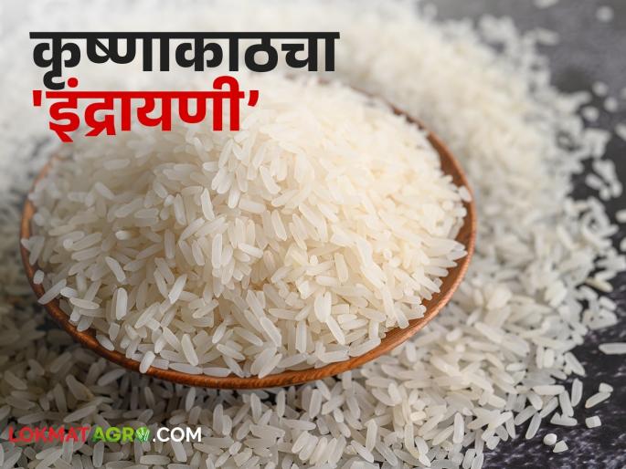 The fragrance of Krishna river side rice is spreading across the state | राज्यभर दरवळतोय 'कृष्णाकाठ'चा इंद्रायणी तांदळाचा सुगंध The fragrance of Krishna river side rice is spreading across the state | राज्यभर दरवळतोय 'कृष्णाकाठ'चा इंद्रायणी तांदळाचा सुगंध