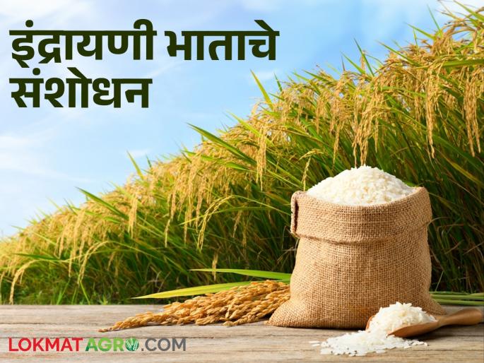 Latest News Indrayani variety was developed in the rice research center at Vadgaon near Pune | Indrayani Rice : इंद्रायणी भाताची गोष्ट! कुठं आणि कसं तयार झालं हे सुगंधित वाण? वाचा सविस्तर