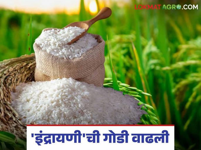 Indrayani Tandul Bajar Bhav : This year rice production decreased; How will indrayani rice get the rate? | Indrayani Tandul Bajar Bhav : यंदा तांदळाचे उत्पादन घटले; इंद्रायणीला कसा मिळणार दर? Indrayani Tandul Bajar Bhav : This year rice production decreased; How will indrayani rice get the rate? | Indrayani Tandul Bajar Bhav : यंदा तांदळाचे उत्पादन घटले; इंद्रायणीला कसा मिळणार दर?