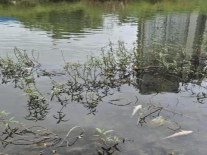 Hundreds of fish die in Mula River due to contaminated water | दूषित पाण्यामुळे मुळा नदीत शेकडो माशांचा मृत्यू;गंभीर प्रदूषण व चुकीच्या प्राधान्यक्रमाचा परिणाम Hundreds of fish die in Mula River due to contaminated water | दूषित पाण्यामुळे मुळा नदीत शेकडो माशांचा मृत्यू;गंभीर प्रदूषण व चुकीच्या प्राधान्यक्रमाचा परिणाम