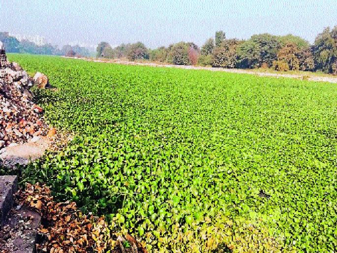 Indrayani became polluted, waterfowling of river basin in the river | इंद्रायणी झाली प्रदूषित, जलपर्णी कुजल्याने नदीपात्रातील जलचरही संकटात Indrayani became polluted, waterfowling of river basin in the river | इंद्रायणी झाली प्रदूषित, जलपर्णी कुजल्याने नदीपात्रातील जलचरही संकटात