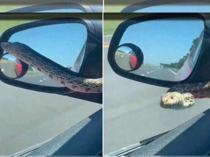 Driving down a Kansas highway, Vicki Ruhl found a snake staring at her through the windshield | "काय झाडी, काय डोंगार..." पाहत ती चालवत होती गाडी, अचानक साईड मिरर मधून बाहेर आला साप अन्... Driving down a Kansas highway, Vicki Ruhl found a snake staring at her through the windshield | "काय झाडी, काय डोंगार..." पाहत ती चालवत होती गाडी, अचानक साईड मिरर मधून बाहेर आला साप अन्...
