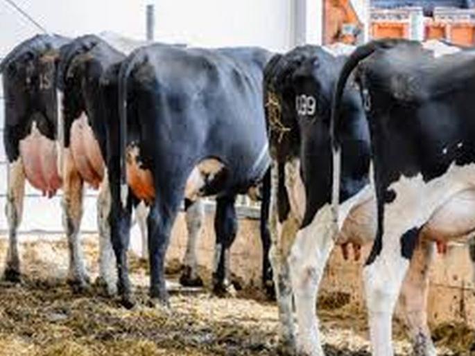 Approval of Infectious Disease Control Program in Cattle! | गुरांमधील संसर्गजन्य आजार नियंत्रण कार्यक्रमास मंजूरी! Approval of Infectious Disease Control Program in Cattle! | गुरांमधील संसर्गजन्य आजार नियंत्रण कार्यक्रमास मंजूरी!