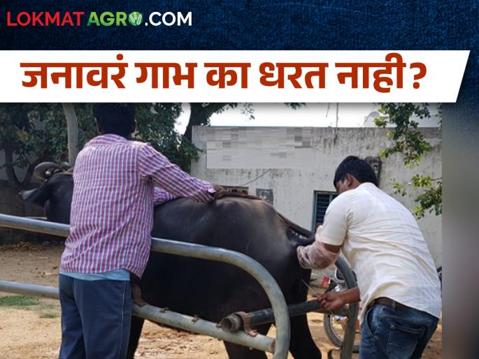 Causes and remedies of infertility in livestock | जनावरांतील वंध्यत्वाची कारणे व उपाय Causes and remedies of infertility in livestock | जनावरांतील वंध्यत्वाची कारणे व उपाय