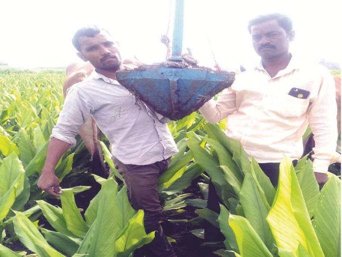 Profitable machine from waste products for turmeric farming | टाकावू वस्तूंपासून हळदीसाठी फायदेशीर यंत्र Profitable machine from waste products for turmeric farming | टाकावू वस्तूंपासून हळदीसाठी फायदेशीर यंत्र