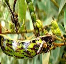 insects attack on crops in Washim district | वाशिम जिल्ह्यात तुरीवर कीडीचा प्रादूर्भाव insects attack on crops in Washim district | वाशिम जिल्ह्यात तुरीवर कीडीचा प्रादूर्भाव