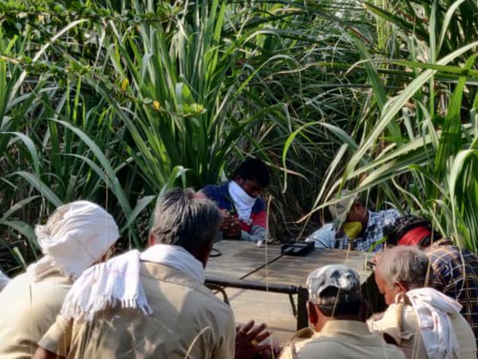 40 acres of farmland cleared for leopard search operation | बिबट्याला जेरबंद करण्यासाठी पिंजून काढला ४० एकर शेती परिसर 40 acres of farmland cleared for leopard search operation | बिबट्याला जेरबंद करण्यासाठी पिंजून काढला ४० एकर शेती परिसर