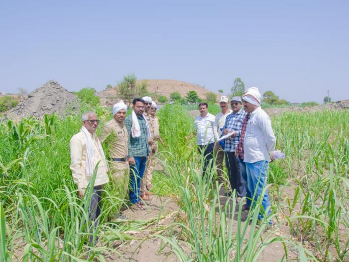 Cannabis cultivation in sugarcane fields; 22 trees seized, farmers arrested | उसाच्या शेतात गांजाची लागवड; २२ झाडे जप्त, शेतकरी अटकेत Cannabis cultivation in sugarcane fields; 22 trees seized, farmers arrested | उसाच्या शेतात गांजाची लागवड; २२ झाडे जप्त, शेतकरी अटकेत