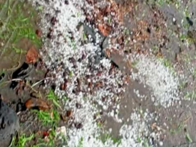 Hingoli district hit by hailstorm and bad weather, huge damage to agriculture | हिंगोली जिल्ह्यास गारपीट अन् अवकाळीचा फटका, शेतीचे मोठे नुकसान Hingoli district hit by hailstorm and bad weather, huge damage to agriculture | हिंगोली जिल्ह्यास गारपीट अन् अवकाळीचा फटका, शेतीचे मोठे नुकसान
