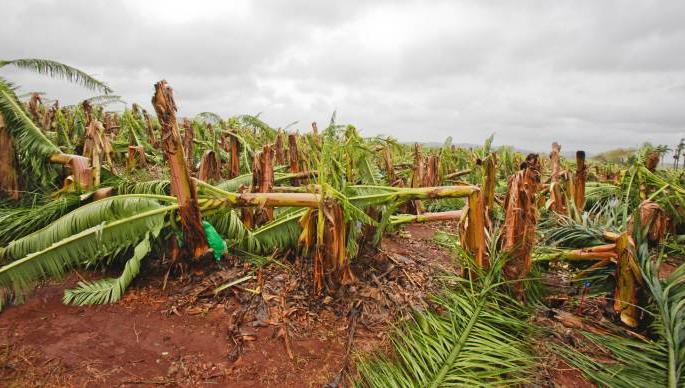 Insurance plan for new horticulture; The old waiting only | नव्या फळबागांना विमा योजना लागू; जुन्याची मात्र प्रतीक्षाच Insurance plan for new horticulture; The old waiting only | नव्या फळबागांना विमा योजना लागू; जुन्याची मात्र प्रतीक्षाच