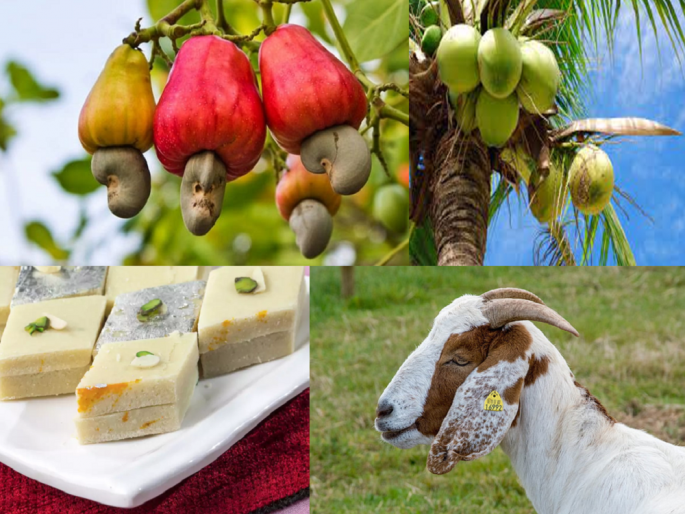 Shailesh, who completed his Ph.D., became an agricultural entrepreneur through integrated farming | पीएच.डी झालेले शैलेश एकात्मिक शेतीतून बनले कृषि उद्योजक Shailesh, who completed his Ph.D., became an agricultural entrepreneur through integrated farming | पीएच.डी झालेले शैलेश एकात्मिक शेतीतून बनले कृषि उद्योजक