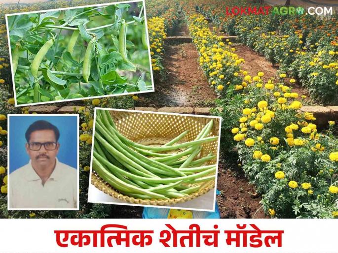 Farmer Success Story : Farmer Bhikaji are earning more profit by adopting multi-cropping method in farming | Farmer Success Story : शेतीत बहुपीक पद्धतीचा अवलंब करून भिकाजी कमवता आहेत अधिकच नफा Farmer Success Story : Farmer Bhikaji are earning more profit by adopting multi-cropping method in farming | Farmer Success Story : शेतीत बहुपीक पद्धतीचा अवलंब करून भिकाजी कमवता आहेत अधिकच नफा