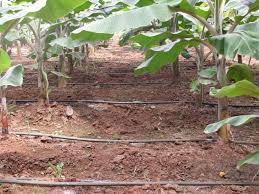 1300 applications for integrated horticulture in Sangrampur taluka | संग्रामपूर तालुक्यात एकात्मिक फलोत्पादनसाठी १३०० अर्ज  1300 applications for integrated horticulture in Sangrampur taluka | संग्रामपूर तालुक्यात एकात्मिक फलोत्पादनसाठी १३०० अर्ज