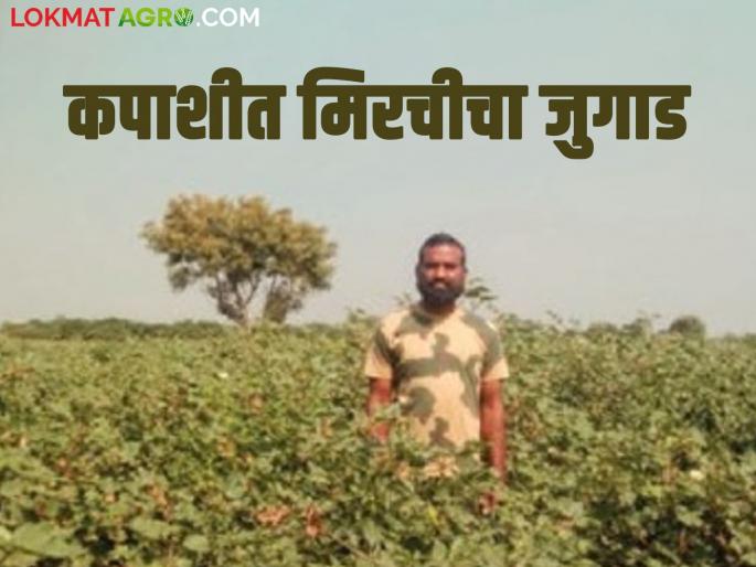 Pepper and cotton crops in a mixed crop, expected income of Rs 7 lakh from both crops | Agriculture News : कापूस पिकात मिरचीचा जुगाड, दोन्ही पिकांतून सात लाख रुपयांचे अपेक्षित उत्पन्न Pepper and cotton crops in a mixed crop, expected income of Rs 7 lakh from both crops | Agriculture News : कापूस पिकात मिरचीचा जुगाड, दोन्ही पिकांतून सात लाख रुपयांचे अपेक्षित उत्पन्न