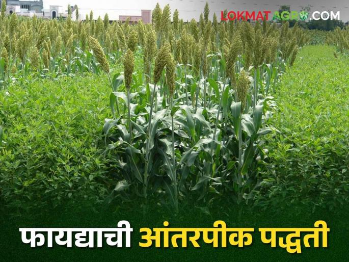 Kharif Intercropping; Sowing in this manner during Kharif season and you will get more profit | Kharif Intercropping खरीप हंगामात या पद्धतीने पेरणी करा मिळेल अधिकचा नफा Kharif Intercropping; Sowing in this manner during Kharif season and you will get more profit | Kharif Intercropping खरीप हंगामात या पद्धतीने पेरणी करा मिळेल अधिकचा नफा