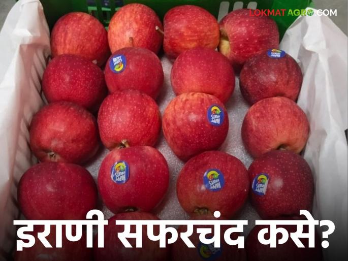 Iranian Apple Market: After Himachal, Kashmir, now eat sour-sweet Iranian apple has entered the market | Iranian Apple Market : हिमाचल, काश्मीरनंतर आता खा तुरट-गोड अशी इराणी सफरचंद बाजारात दाखल Iranian Apple Market: After Himachal, Kashmir, now eat sour-sweet Iranian apple has entered the market | Iranian Apple Market : हिमाचल, काश्मीरनंतर आता खा तुरट-गोड अशी इराणी सफरचंद बाजारात दाखल