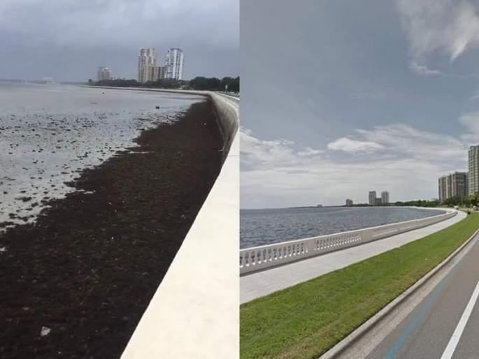 Amazing! Florida's shores caused by Hurricane Irma | आश्चर्यजनक! इरमा चक्रीवादळामुळे फ्लोरिडाचे किनारे झाले कोरडे Amazing! Florida's shores caused by Hurricane Irma | आश्चर्यजनक! इरमा चक्रीवादळामुळे फ्लोरिडाचे किनारे झाले कोरडे