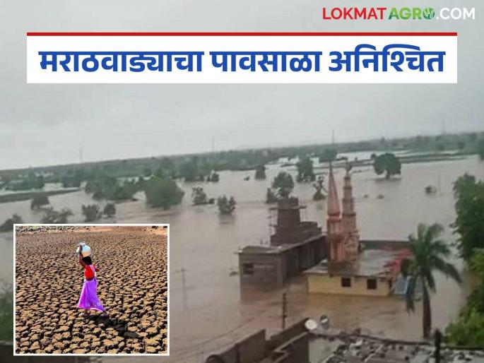 latest news Irregular monsoon in Marathwada : Rainfall has become erratic; sometimes there is cloudburst, sometimes drought in Marathwada, know the reasons | Irregular monsoon in Marathwada : पावसाचा ताळमेळ बिघडला; मराठवाड्यात कधी ढगफुटी, कधी दुष्काळ जाणून घ्या कारणं
