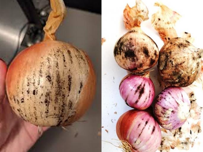is it okay to eat onion with black layer? what is black powder on onion peel? | काळसर बुरशी आलेला कांदा खाता? तज्ज्ञ सांगतात ती बुरशी नेमकी काय आणि आरोग्यावर होणारा परिणाम
