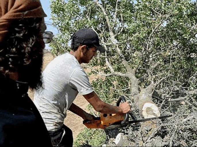 The terrorists of this tree were afraid of it, the trees cut in fear |  या झाडाला घाबरले होते इसिसचे दहशतवादी, भीतीने कापले झाड  The terrorists of this tree were afraid of it, the trees cut in fear |  या झाडाला घाबरले होते इसिसचे दहशतवादी, भीतीने कापले झाड