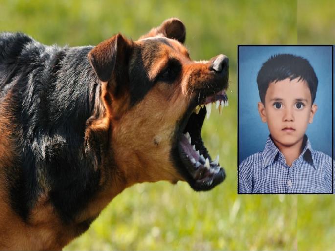 An injured child died in an attack by stray dogs in Islampur Sangli | सांगलीतील इस्लामपुरात भटक्या कुत्र्यांच्या हल्ल्यात जखमी बालकाचा मृत्यू, प्रशासनाविरोधात संतापाची लाट An injured child died in an attack by stray dogs in Islampur Sangli | सांगलीतील इस्लामपुरात भटक्या कुत्र्यांच्या हल्ल्यात जखमी बालकाचा मृत्यू, प्रशासनाविरोधात संतापाची लाट