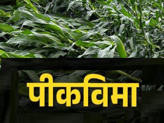 Crop insurance manager beaten up in Islampur Sangli, incident happened in Taluka Agriculture Officer's office | Sangli: इस्लामपुरात 'पीकविमा' व्यवस्थापकाला मारहाण, तालुका कृषी अधिकारी कार्यालयात घडला प्रकार