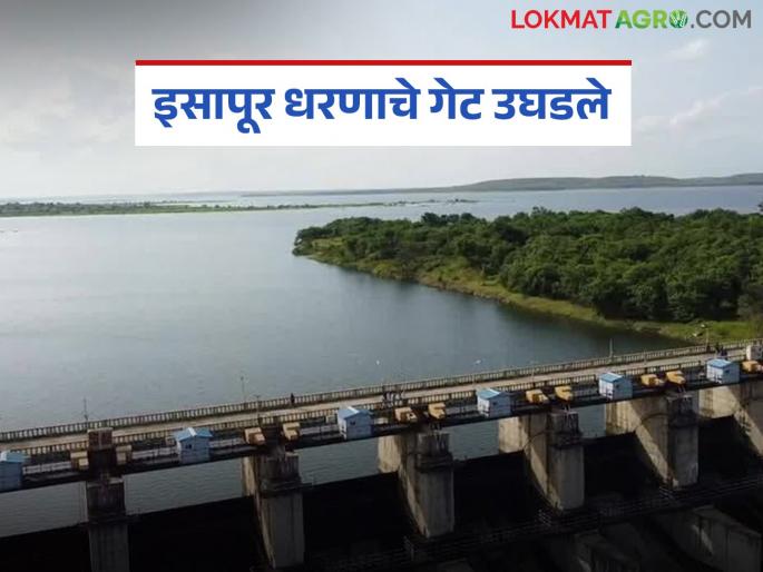 latest news Isapur Dam Water level: Isapur Dam full; Two gates opened and discharge into Panganga Read in detail | Isapur Dam Water level : इसापूर धरण फुल्ल; दोन गेट उघडून पैनगंगेत विसर्ग वाचा सविस्तर